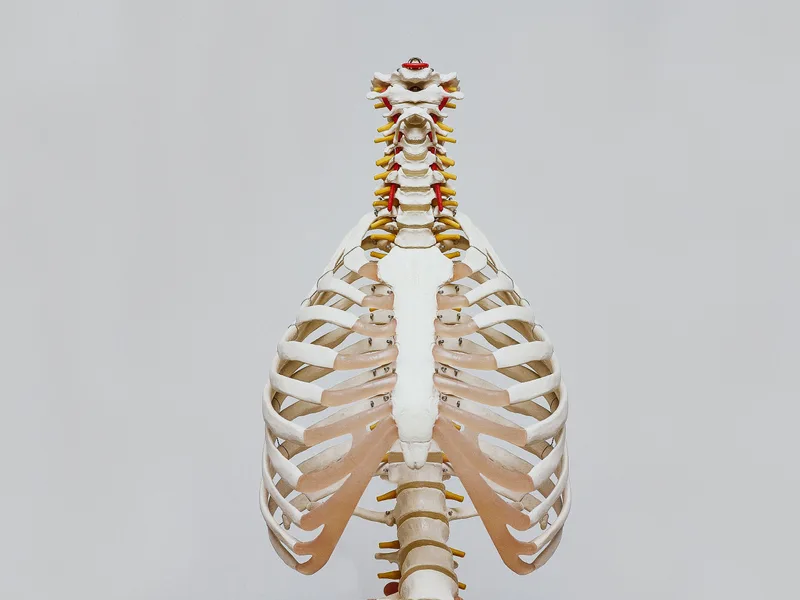 How X-Rays works at Top Spine Chiropractic